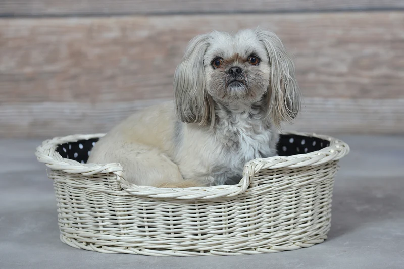 Esmira wicker pet basket for dogs and cats with black trim and cushion TheWickerStories