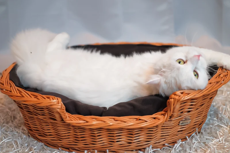 Esmira wicker pet basket for dogs and cats with low entry TheWickerStories