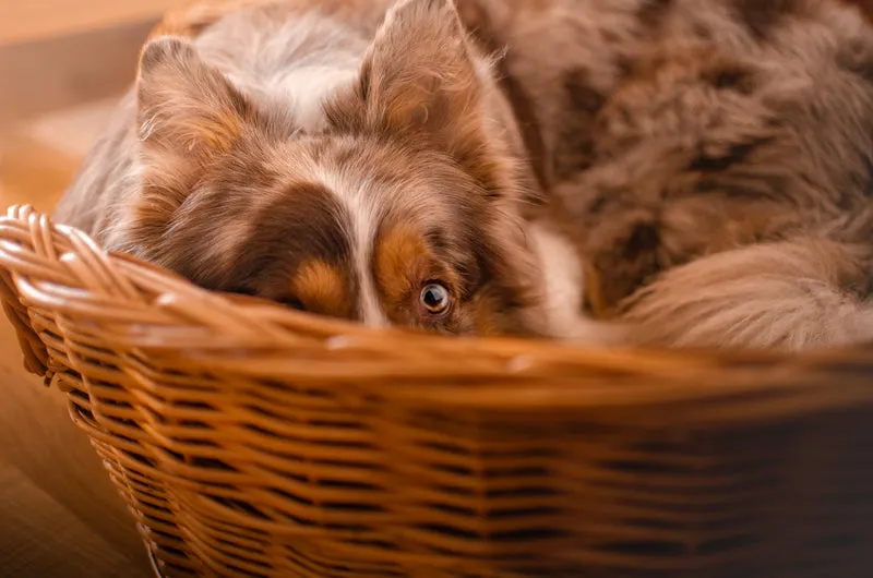 Esmira wicker pet basket for dogs and cats with low entry TheWickerStories
