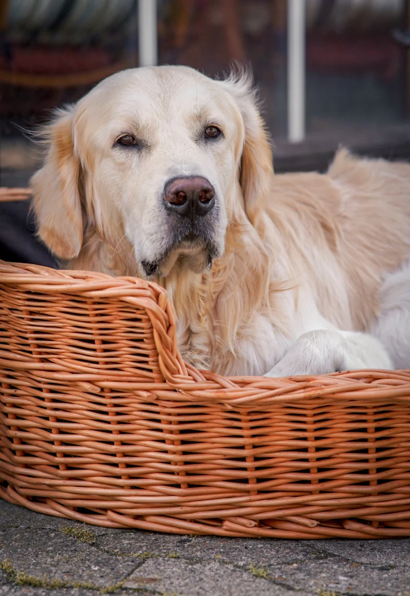 Esmira wicker pet basket for dogs and cats with low entry TheWickerStories