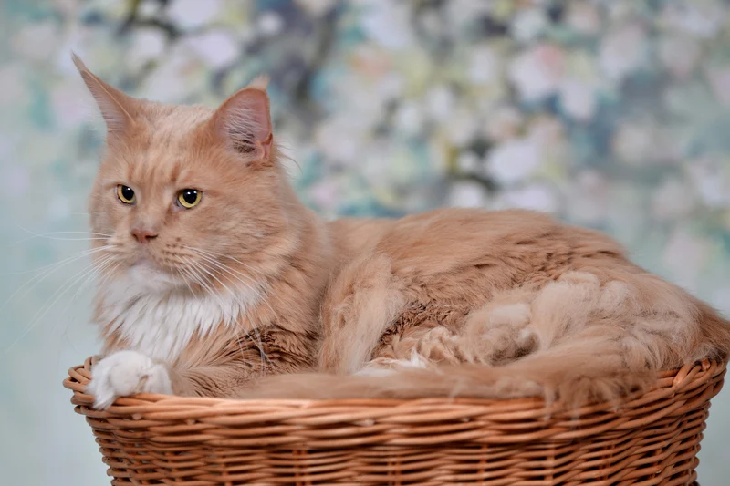 Erif two-level wicker cat house with black cushions and a bow TheWickerStories