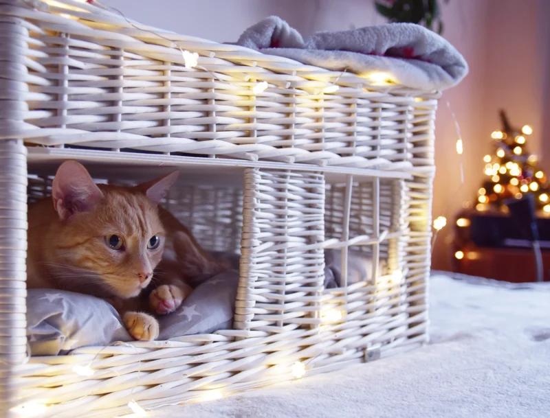 Estrella wicker cat house with gray cushions, two-tier with a small window TheWickerStories