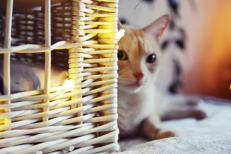 Estrella wicker cat house with gray cushions, two-tier with a small window TheWickerStories