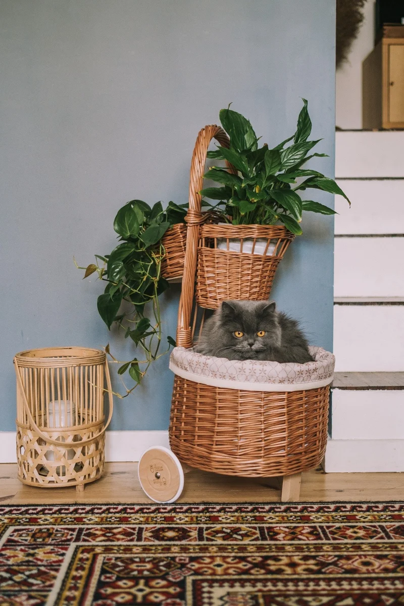 Acer wicker plant basket with cream trim on wheels TheWickerStories