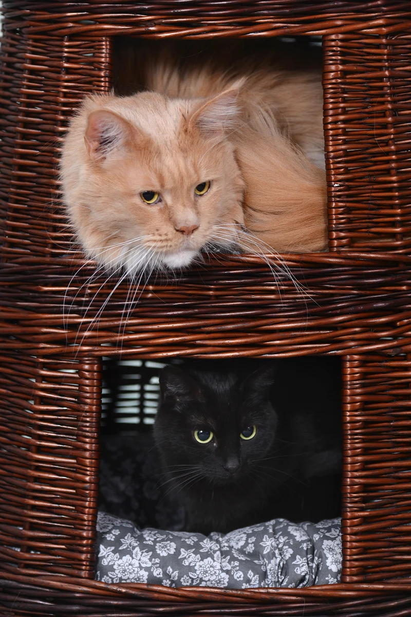 Elnoria wicker cat basket with gray cushions, three-tier TheWickerStories
