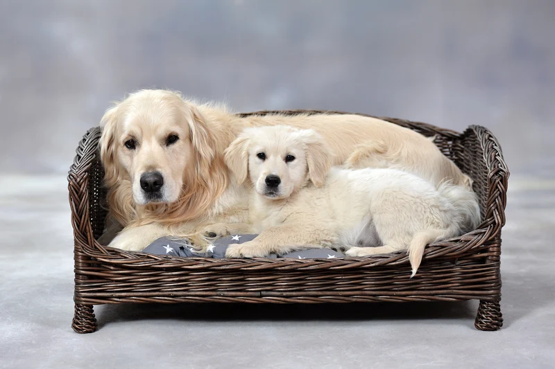 Erivia wicker pet bed for dogs and cats with soft cushion, low entry TheWickerStories
