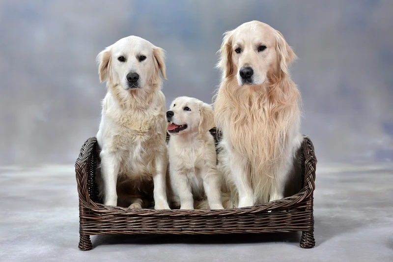Erivia wicker pet bed for dogs and cats with soft cushion, low entry TheWickerStories