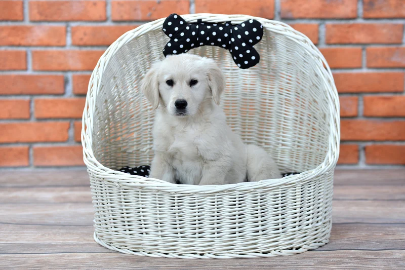 Elsa wicker pet bed basket with black cushion and bow TheWickerStories
