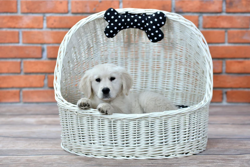 Elsa wicker pet bed basket with black cushion and bow TheWickerStories