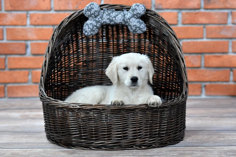 Elsa wicker basket pet bed with gray cushion and bone TheWickerStories