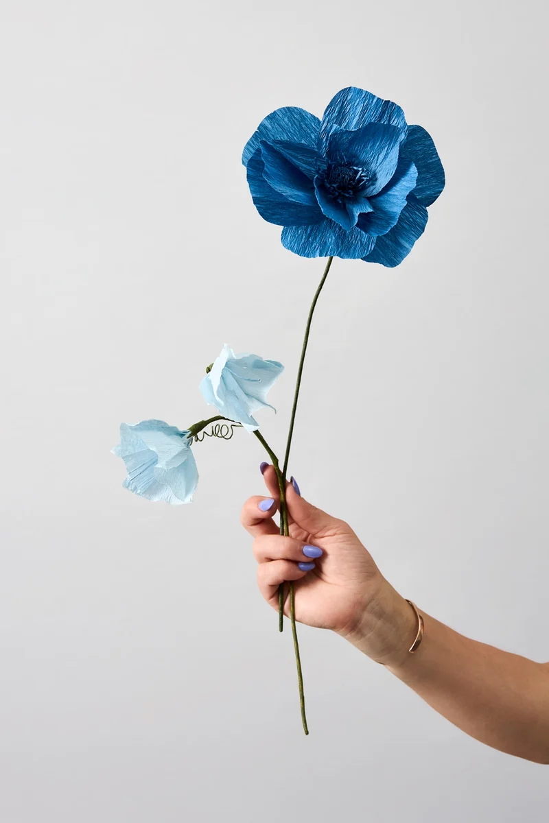 PAPER FLOWER, HIMALAYAN POPPY, BLUE