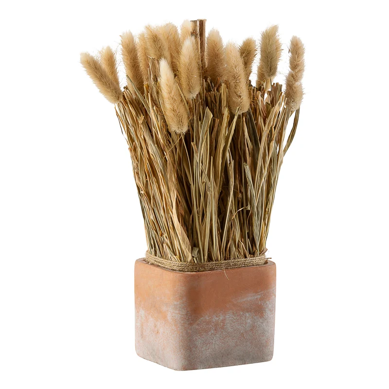 Immortelle im Topf