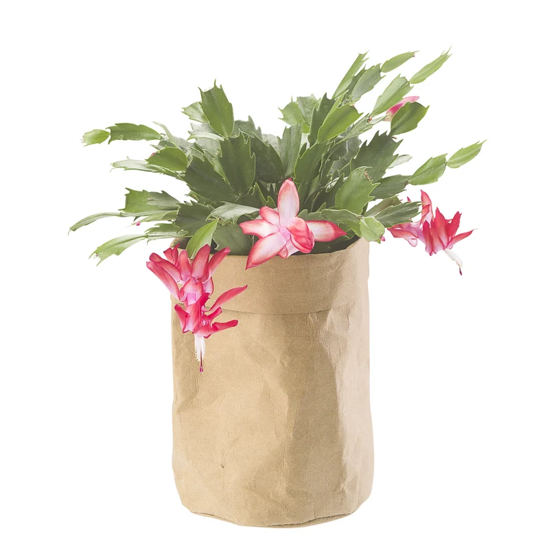 CRÉTON MAISON Pflanzsack